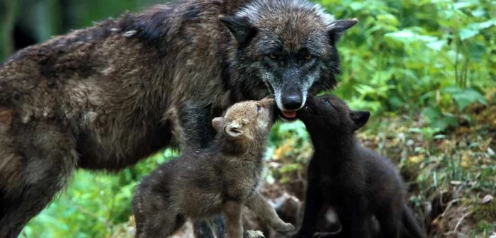 Documentare cu animale sălbatice