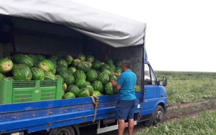 Lubeniţa de Gottlob are o mărime neobişnuită în acest sezon