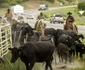 Viaţa coboy-lor din vestul Statelor Unite fotoreportaj de Lucas Jackson FOTO Reuters