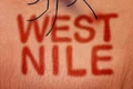1 west nile jpg jpeg