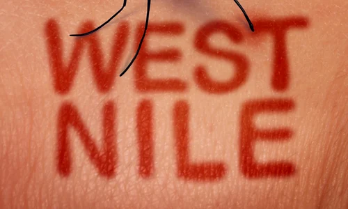 1 west nile jpg jpeg