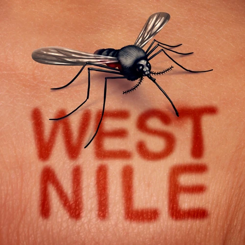 1 west nile jpg jpeg