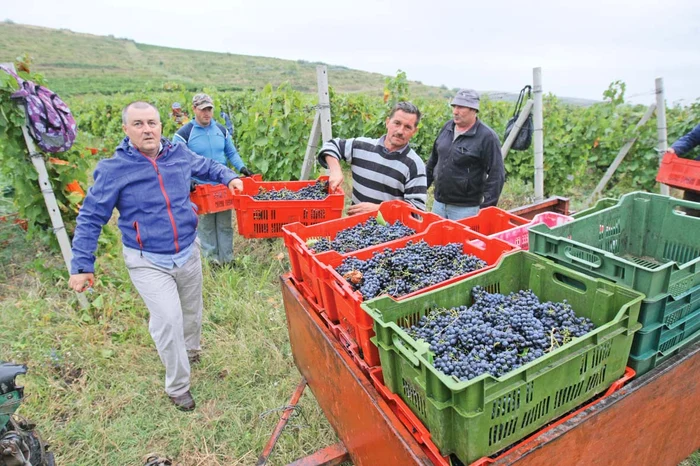 Foto: Dorin Constanda