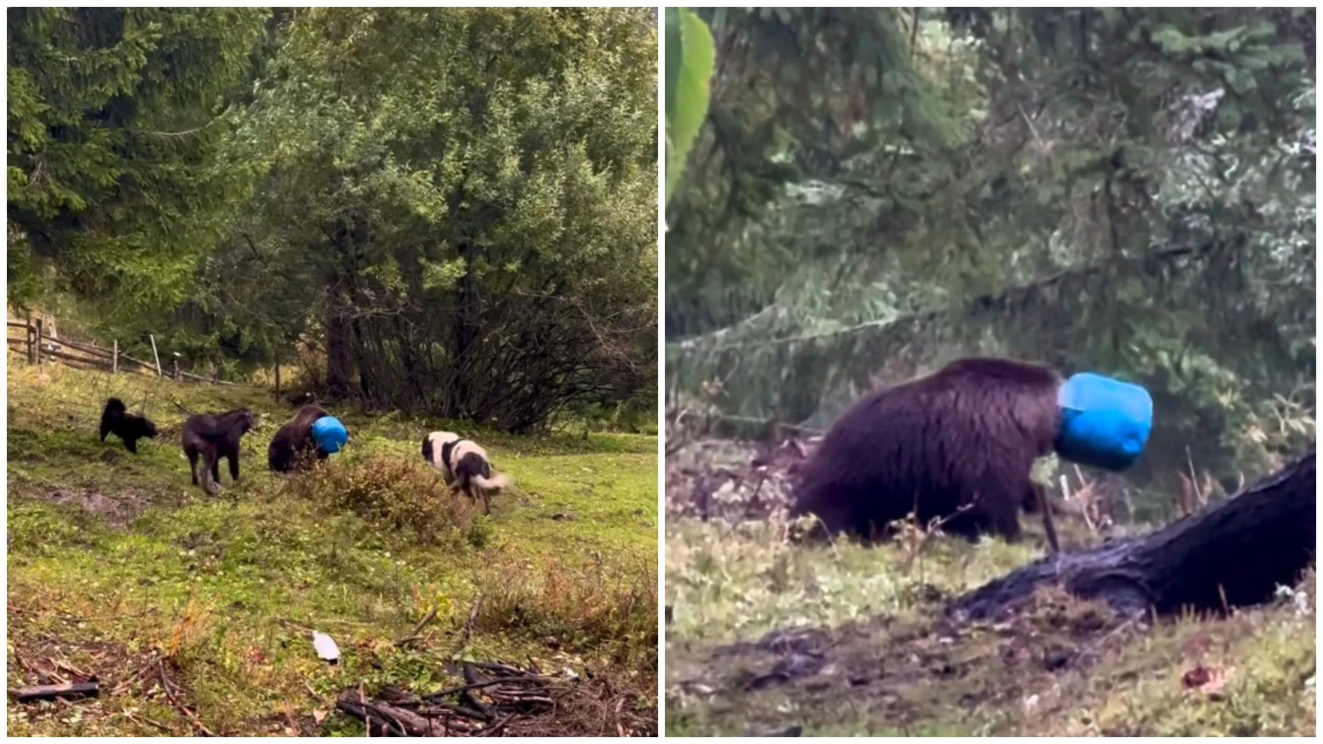 Lupta disperată a unei ursoaice cu capul blocat într-un butoi și atacată de câini: ce s-a întâmplat cu animalul