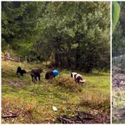 o ursoaică de aproximativ doi ani și jumătate a fost găsită rătăcind cu un butoi blocat pe cap. foto captura video fb
