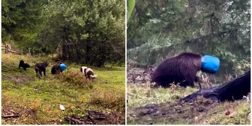 o ursoaică de aproximativ doi ani și jumătate a fost găsită rătăcind cu un butoi blocat pe cap. foto captura video fb