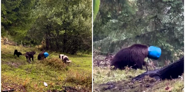 o ursoaică de aproximativ doi ani și jumătate a fost găsită rătăcind cu un butoi blocat pe cap. foto captura video fb