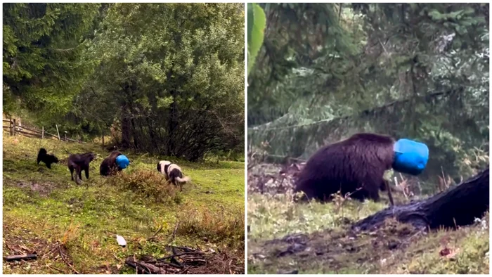 VIDEO Lupta disperată a unei ursoaice cu capul blocat într-un butoi și atacată de câini: ce s-a întâmplat cu animalul