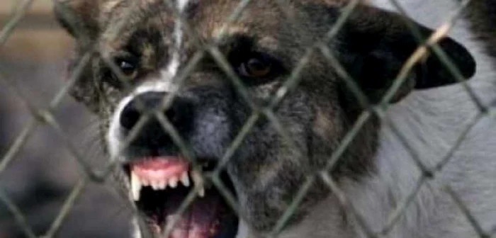 O bătrână a murit după ce a fost atacată de unul dintre câinii săi pe care încerca să-l hrănească