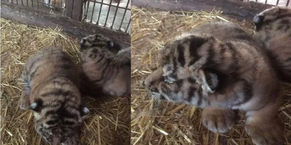 pui tigru zoo pitesti foto primaria pitesti
