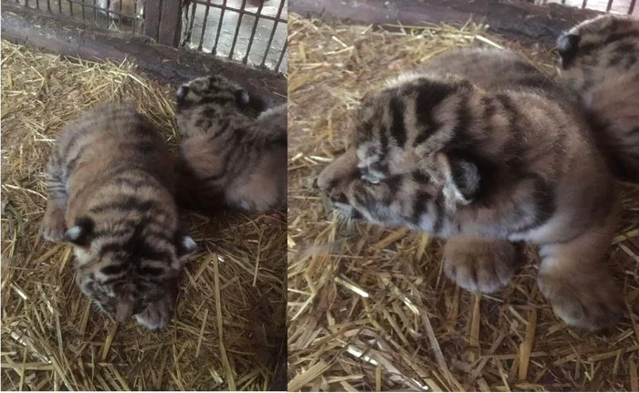 Pui de tigru s-au născut la Grădina Zoologică Piteşti FOTO: Primăria Piteşti