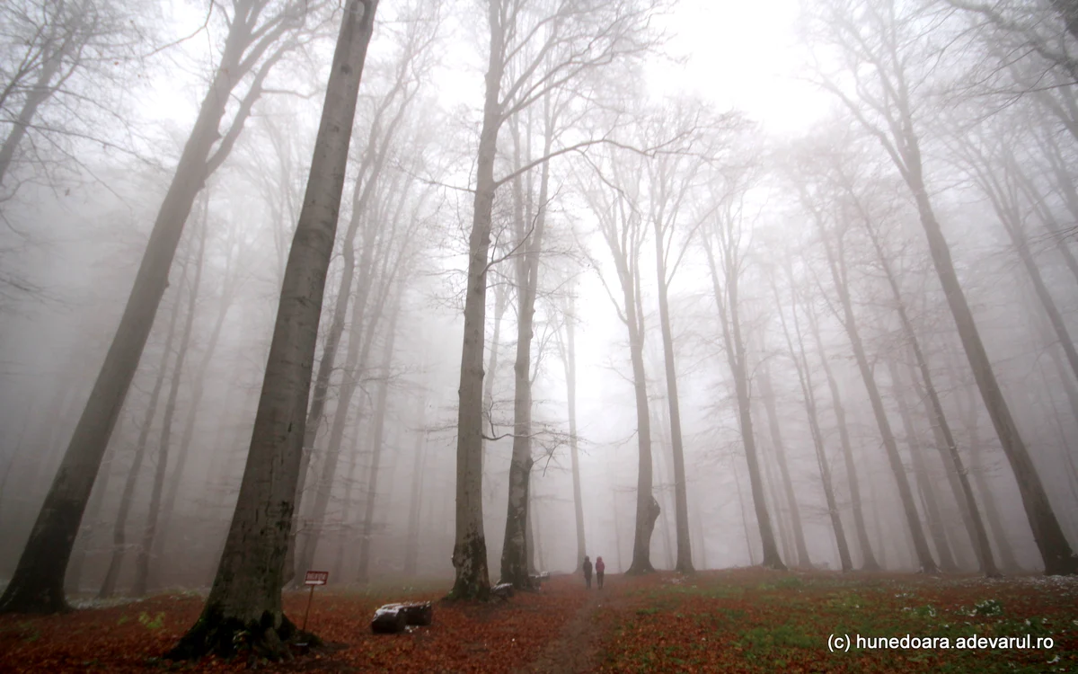 Arborii din Sarmizegetusa Regia au fost lăsați să crească în voie. Foto: Daniel Guță. ADEVĂRUL