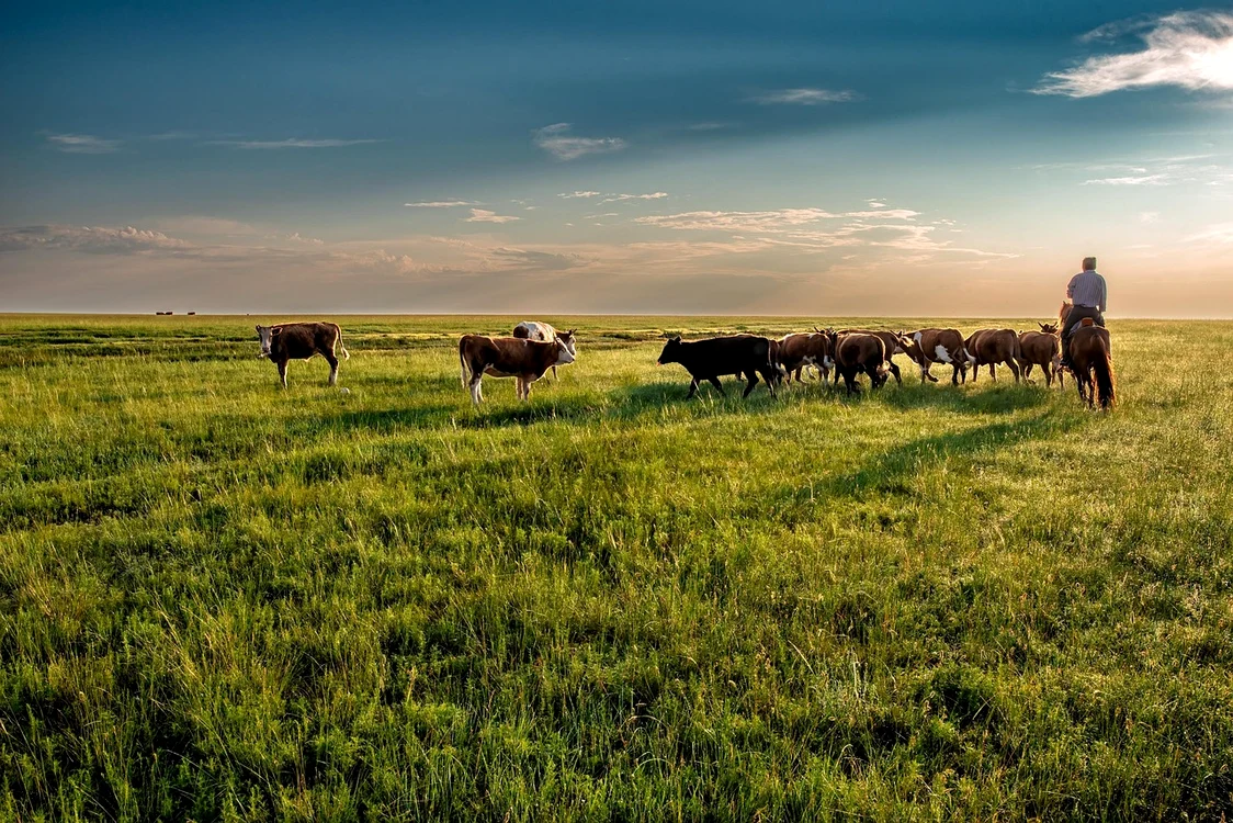 1,5% din producția de carne de vită din UE va veni din Mercosur fără taxe vamale. FOTO: Pixabay
