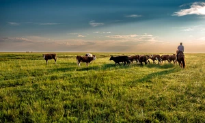 cow 7200409 1280 (1) jpg