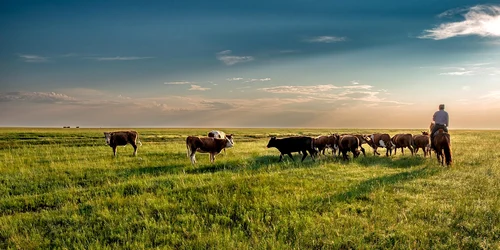 cow 7200409 1280 (1) jpg