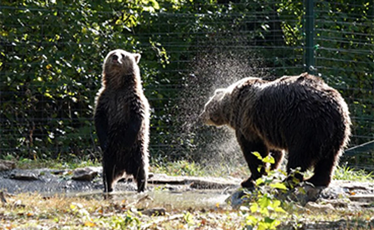 Cristina Lapis, fondatoarea Sanctuarul Libearty de la Zărnești (Brașov)