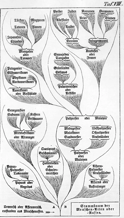 Haeckel jpg jpeg