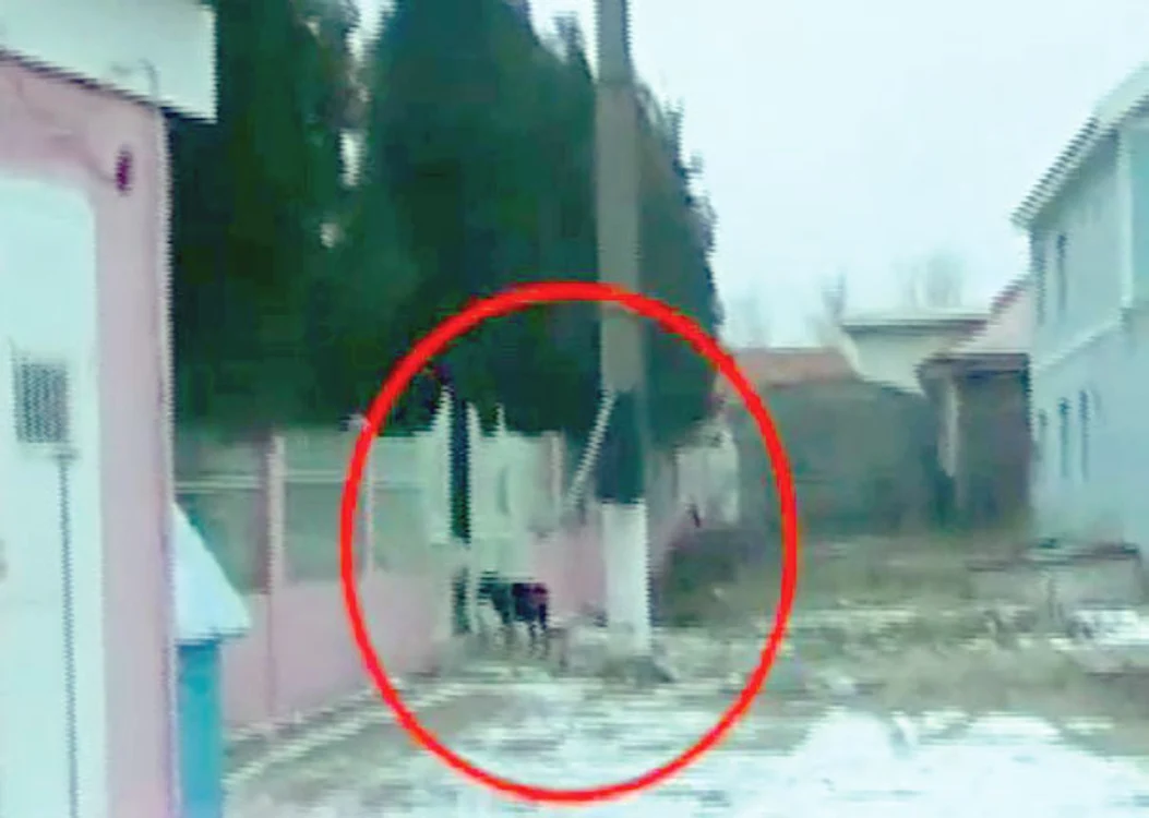 Oamenii se plâng că  animalul periculos este lăsat  să umble liber pe stradă
