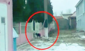 Oamenii se plâng că  animalul periculos este lăsat  să umble liber pe stradă jpeg