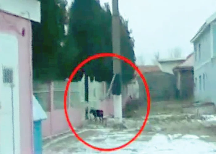 Oamenii se plâng că animalul periculos este lăsat să umble liber pe stradă