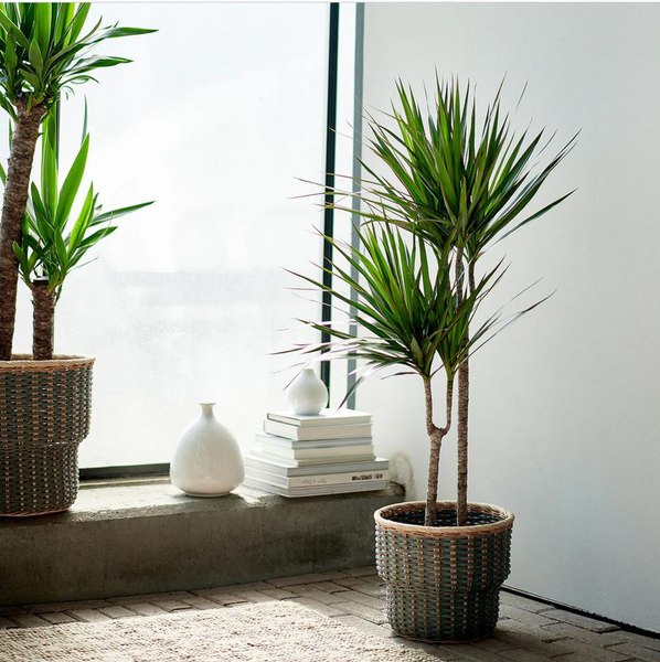 Planta recunoscută de NASA ca fiind un purificator fantastic de aer. Cum trebuie îngrijită