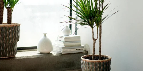 dracaena foto IKEA jpg