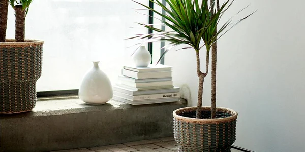 dracaena foto IKEA jpg