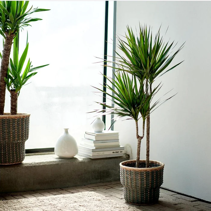 Dracaena, o plantă-minune FOTO IKEA
