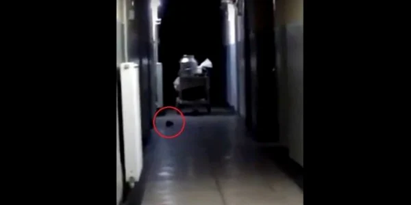Şobolanii au invadat arestul IPJ Dolj 