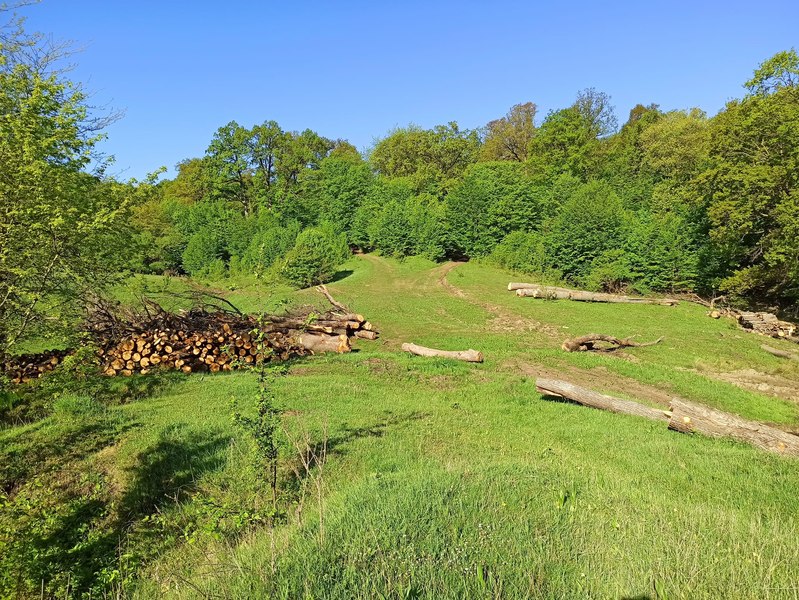 Un sit arheologic de 8.000 de ani, unic în Europa, distrus de o exploatație forestieră FOTO