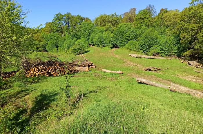 Lemnul exploatat a fost depozitat chiar pe locul sitului milenar FOTO Facebook Vasile Diaconu