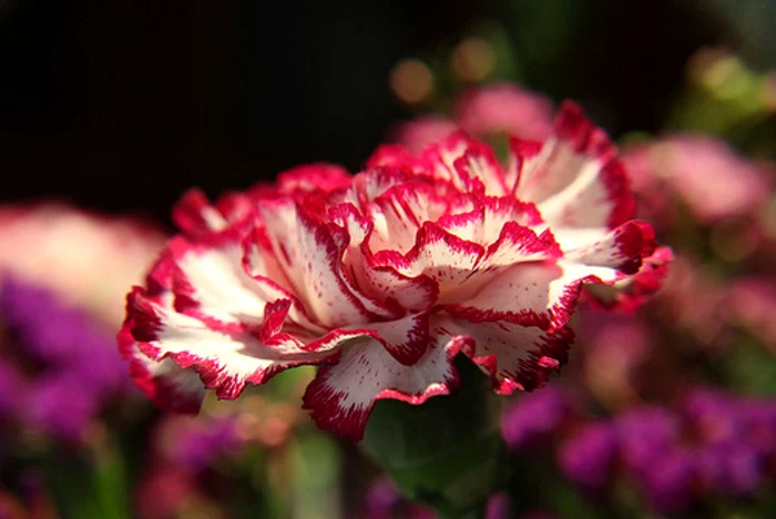 Plante de interior care aduc ghinion - garoafele sunt folosite, în România, la înmormântări