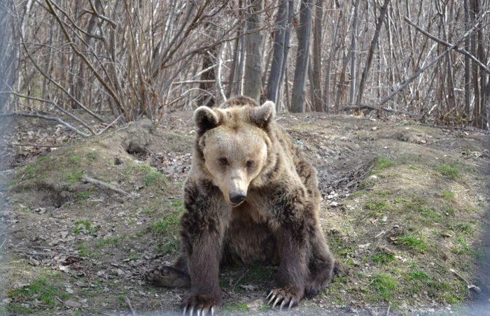 Ciobanul a fost atacat de urs în munţii Ciucaş FOTO Adevărul