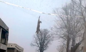 Scenă de groază în Galaţi (Foto: Adevarul) jpeg