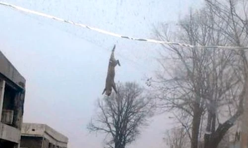 Scenă de groază în Galaţi (Foto: Adevarul) jpeg