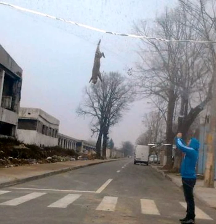 Scenă de groază în Galaţi (Foto: Adevarul)