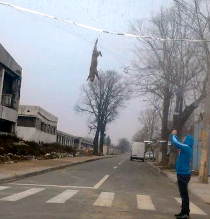 Scenă de groază în Galaţi (Foto: Adevarul)