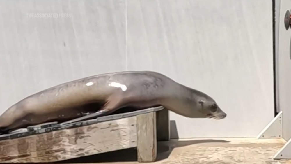 Leoaica de mare care arată că oamenii nu sunt singurii care „simt” ritmul muzicii. Ronan face furori pe hituri disco
