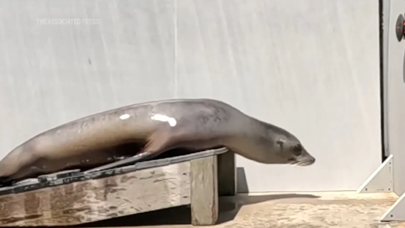 Ronan - leoaica de mare care „simte” muzica Foto: Captură video AP/X
