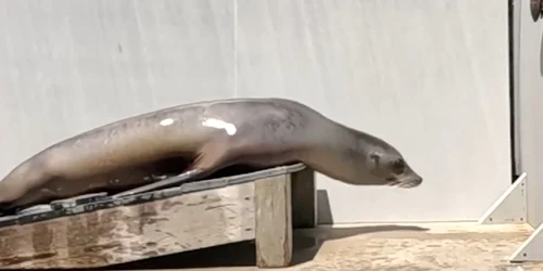 Ronan   leul de mare care face furori pe hituri disco FOto Captură video AP   X jpg