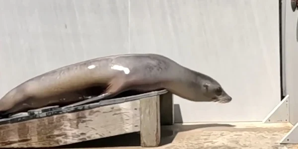 Ronan   leul de mare care face furori pe hituri disco FOto Captură video AP   X jpg