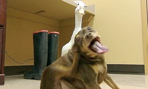 ratoi24 peglob 2 jpeg