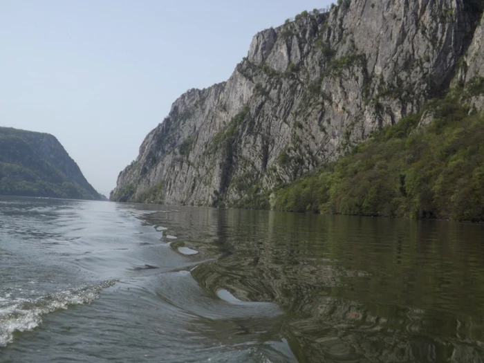 laleaua galbenă unică în lume trăieşte in mehedinţi FOTO Corina Macavei 