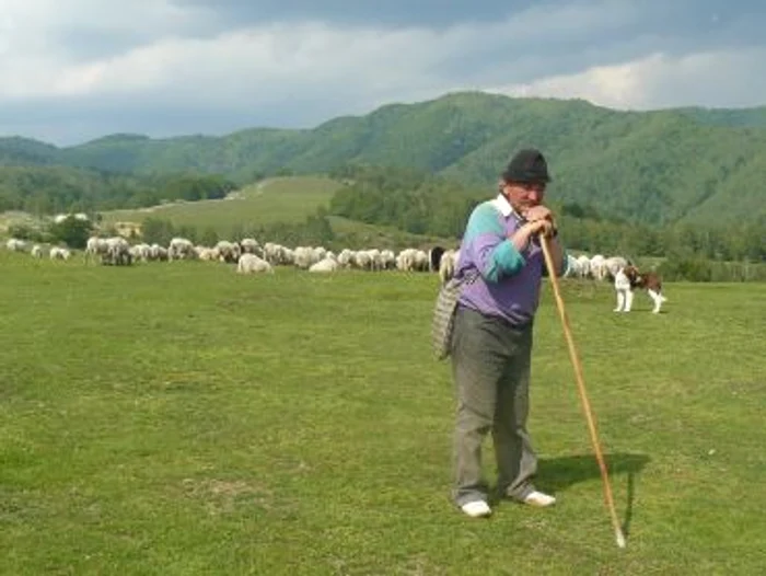 Târgu-Jiu: 3600 de animale, declarate fictiv de agricultorii gorjeni
