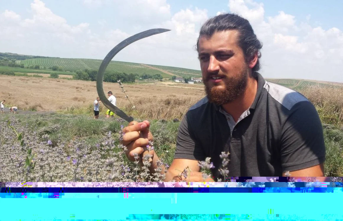 Tudor Panait în plantaţia de lavandă FOTO Ştefan Both