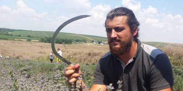 Tudor Panait în plantaţia de lavandă FOTO Ştefan Both