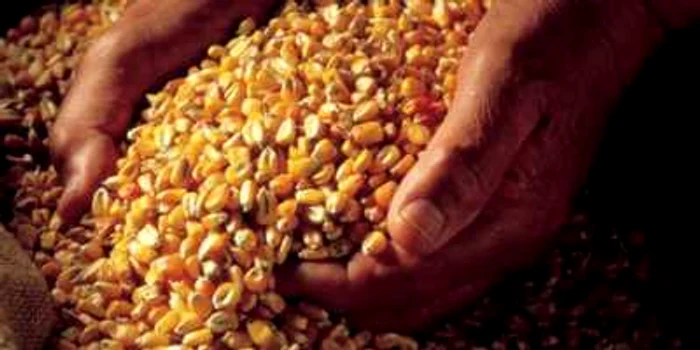 Este vorba despre 23.980 de kilograme de porumb boabe FOTO arhivă