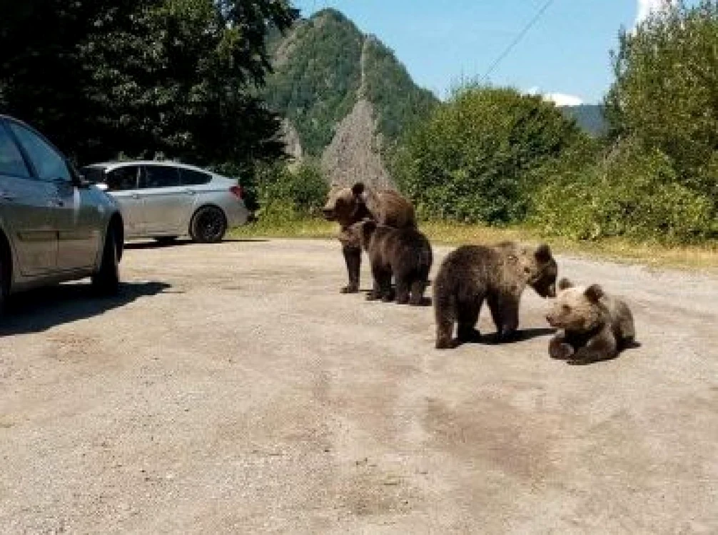 Urși într-o parcare