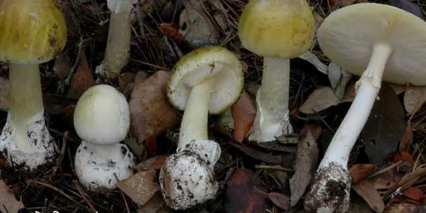 ciuperci otravitoare