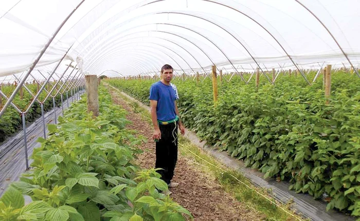 Paul trudeşte cât e ziua de lungă printre tufele de zmeuri şi căpşuni